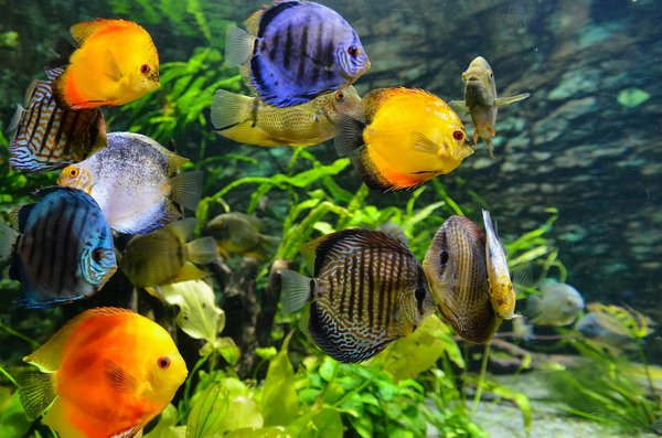 Conseils pour devenir un spécialiste en entretien d'aquarium