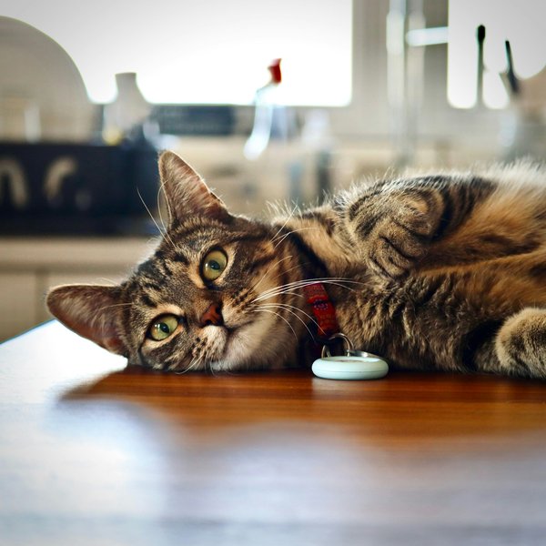 Choisir le meilleur gps pour chat en 2024 avec tractive